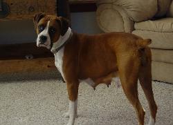 Princess Belle, a female flashy fawn boxer